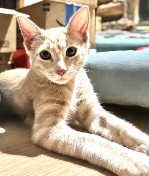 Bender Buff -  Tabby and Domestic Short Hair Cat for Adoption in Dallas, Texas - Bender Buff | PetCurious