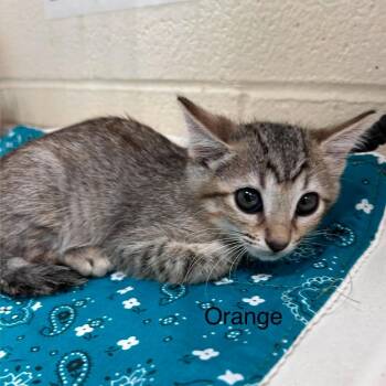 Sunset 26-07-002 -  Domestic Short Hair Cat for Adoption in Bastrop, Texas - Sunset 26-07-002 | PetCurious