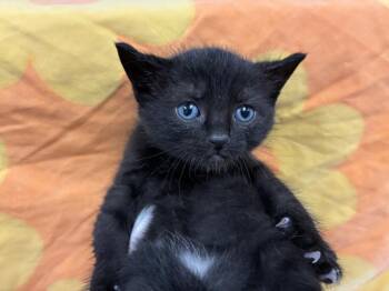 GRIMALKIN -  Domestic Short Hair Cat for Adoption in Pensacola, Florida - GRIMALKIN | PetCurious