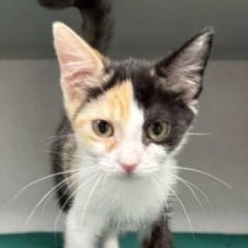 -Noodle -  Calico and Domestic Short Hair Cat for Adoption in Red Bluff, California - -Noodle | PetCurious