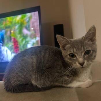 Domestic Short Hair Cats Available for Adoption in Evanston, Illinois - West | PetCurious