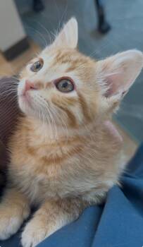 Yuzu 6821 -  Domestic Short Hair Cat for Adoption in Dallas, Texas - Yuzu 6821 | PetCurious