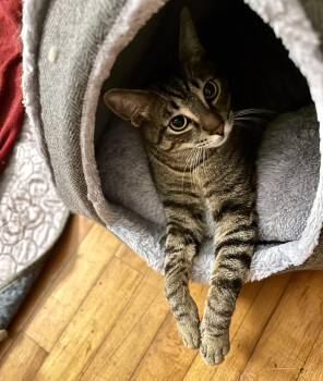 Meowlody (with Claudio) -  Domestic Short Hair Cat Available for Adoption in Silverton, Oregon - Meowlody (with Claudio) | PetCurious