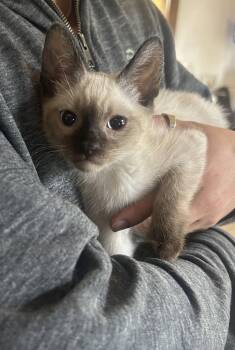 YOLO Napa petco -  Siamese Cat Available for Adoption in Napa, California - YOLO Napa Petco | PetCurious