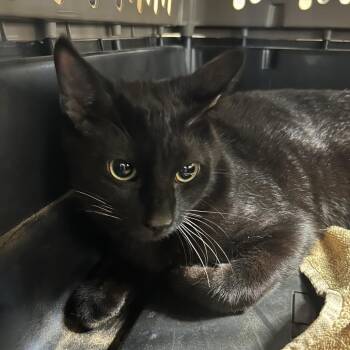 Tony -  Domestic Short Hair Cat for Adoption in Hemet, California - Tony | PetCurious