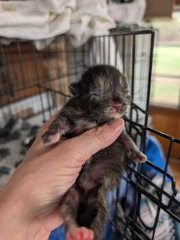 Domestic Short Hair Cats Available for Adoption in Portland, Indiana - Soup Kitten Tortie 3 | PetCurious