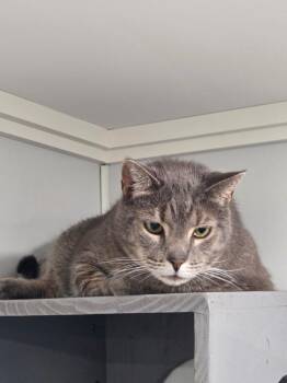 Luke -  Domestic Short Hair Cat for Adoption in Lunenburg, Vermont - Luke | PetCurious