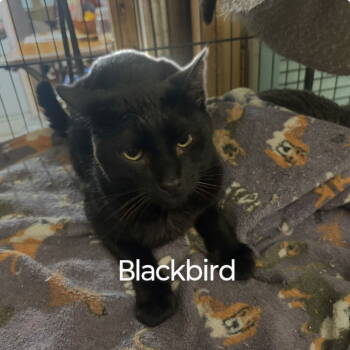 Rescue Domestic Short Hair Cats for Adoption in Niles, Michigan - Blackbird | PetCurious