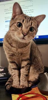 Han Solo -  Domestic Short Hair Cat for Adoption in Reston, Virginia - Han Solo | PetCurious