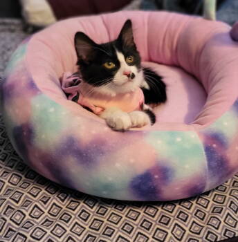 Rescue Domestic Medium Hair and Tuxedo Cats for Adoption - ANGEL | PetCurious