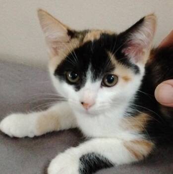 Makita -  Calico Cat for Adoption in Oriental, North Carolina - Makita | PetCurious