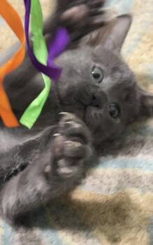 Rescue Domestic Short Hair Cats for Adoption in Albany, New York - Addy | PetCurious