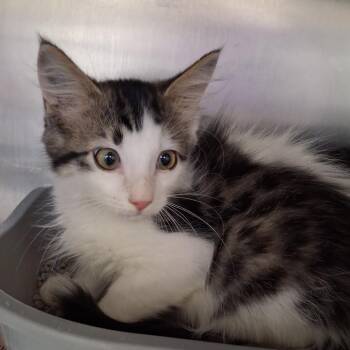 Checkers -  Domestic Medium Hair Cat for Adoption in Auburn, Alabama - Checkers | PetCurious