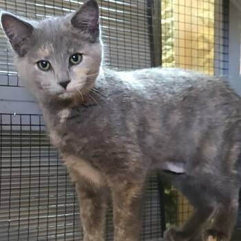 Domestic Short Hair Cats Available for Adoption in Park Falls, Wisconsin - Roxie | PetCurious