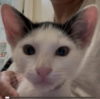 Rescue Domestic Short Hair Cats for Adoption in Oakley, California - Einstein | PetCurious