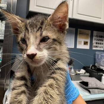 Noah Houston -  Domestic Short Hair Cat for Adoption in Denver, Colorado - Noah Houston | PetCurious