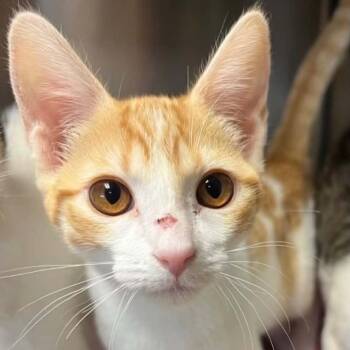 Twinkie -  Domestic Short Hair Cat for Adoption in Antioch, California - Twinkie | PetCurious