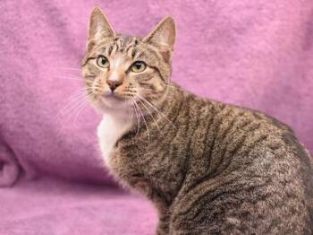 Domestic Short Hair Cats Available for Adoption - Henry | PetCurious