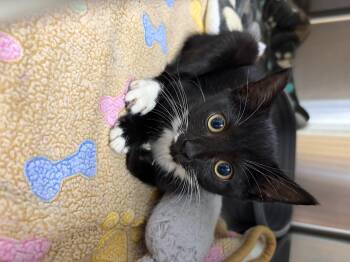 Mary Jane -  Domestic Short Hair and Tuxedo Cat for Adoption in Greensboro, North Carolina - Mary Jane | PetCurious