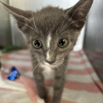 Isla -  Domestic Short Hair Cat for Adoption in Ojai, California - Isla | PetCurious