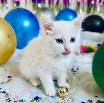Max -  Domestic Short Hair Cat for Adoption in San Tan Valley, Arizona - Max | PetCurious