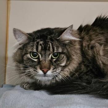 Domestic Long Hair Cats Available for Adoption in Idaho Falls, Idaho - Francis | PetCurious