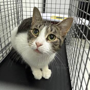 Luv Bug -  Domestic Short Hair Cat for Adoption in Newark, New Jersey - Luv Bug | PetCurious