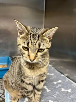 Domestic Short Hair Cats Available for Adoption in Hopkinsville, Kentucky - Melody | PetCurious