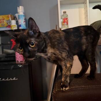 Tortellini -  Domestic Short Hair Cat for Adoption in Escondido, California - Tortellini | PetCurious