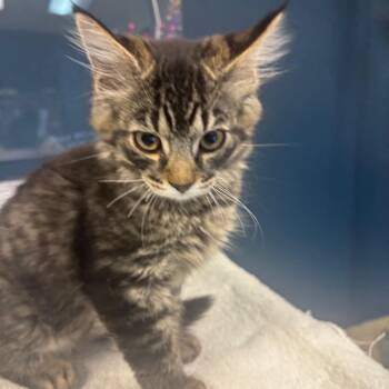 Domestic Short Hair Cats Available for Adoption in Newark, New Jersey - Damon | PetCurious