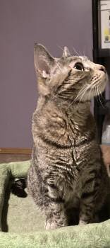 Domestic Short Hair and Tabby Cats Available for Adoption in Macedonia, Ohio - Cosmo | PetCurious