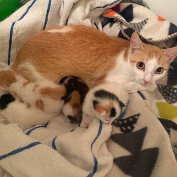 Sushi -  Domestic Short Hair Cat for Adoption in Escondido, California - Sushi | PetCurious
