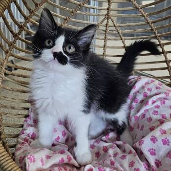 Vera -  Domestic Long Hair Cat for Adoption in Monroe, Michigan - Vera | PetCurious