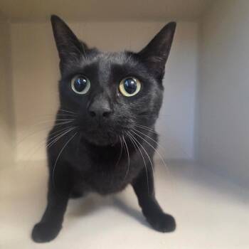 Midnight -  Domestic Short Hair Cat for Adoption in Great Falls, Montana - Midnight | PetCurious
