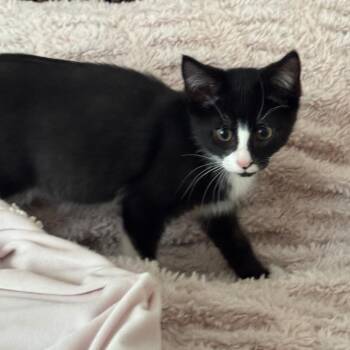 Blackbeard -  Domestic Short Hair Cat for Adoption in Jupiter, Florida - Blackbeard | PetCurious