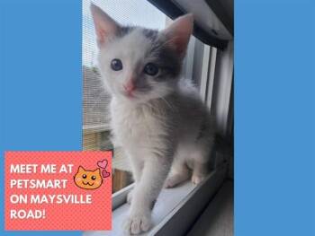 MILO -  Domestic Short Hair Cat for Adoption in Fort Wayne, Indiana - MILO | PetCurious