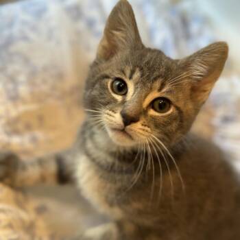 Domestic Short Hair Cats Available for Adoption in Matteson, Illinois - Pear Tree | PetCurious