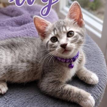 Ivy -  Domestic Short Hair Cat for Adoption in Inman, South Carolina - Ivy | PetCurious