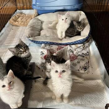 Seaglass (in Stevensville, MD) -  Domestic Long Hair Cat for Adoption - Seaglass (in Stevensville, MD) | PetCurious
