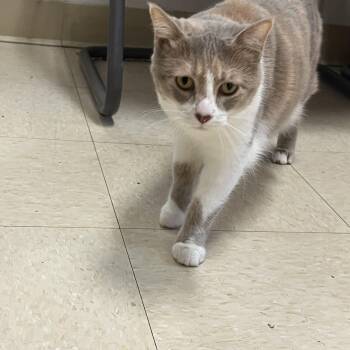 Rescue Domestic Short Hair Cats for Adoption - Veronica | PetCurious