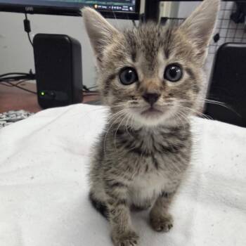 Carousel -  Domestic Short Hair Cat for Adoption in Auburn, Alabama - Carousel | PetCurious