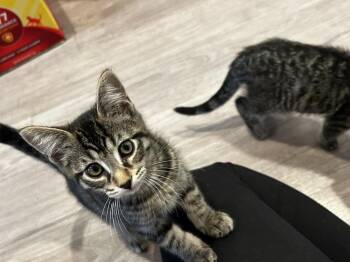 Sven (26-103 C) -  Domestic Short Hair Cat for Adoption in Lansing, Michigan - Sven (26-103 C) | PetCurious