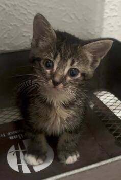 Neptune -  Tabby Cat for Adoption in Trophy Club, Texas - Neptune | PetCurious