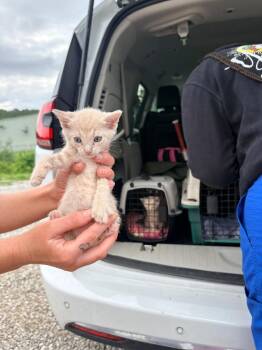 Abbott Kitten 1 -  Domestic Short Hair Cat for Adoption in Morgantown, Kentucky - Abbott Kitten 1 | PetCurious