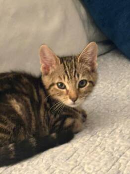 Jimmy K -  Tabby and Domestic Short Hair Cat for Adoption in Garner, North Carolina - Jimmy K | PetCurious