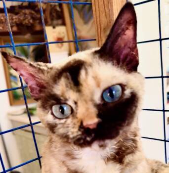 Tatiana (Anastasia) -  Devon Rex Cat for Adoption in Davis, California - Tatiana (Anastasia) | PetCurious