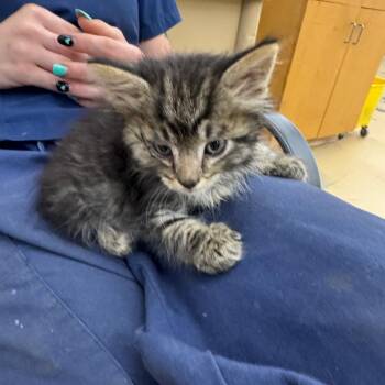 Domestic Medium Hair Cats Available for Adoption in Parrish, Alabama - Oregano | PetCurious