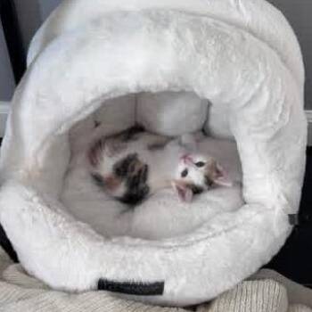 Romulus -  Domestic Medium Hair Cat for Adoption in Philadelphia, Pennsylvania - Romulus | PetCurious