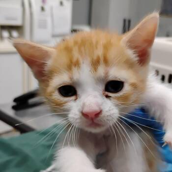 Kip -  Domestic Short Hair Cat Available for Adoption in Summerville, South Carolina - Kip | PetCurious