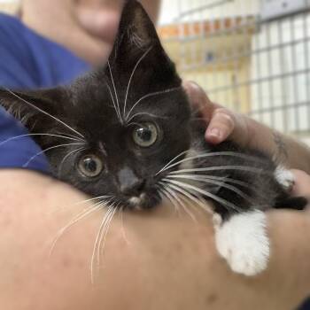 Ned- 51628 -  Domestic Short Hair Cat for Adoption in Columbia, Maryland - Ned- 51628 | PetCurious